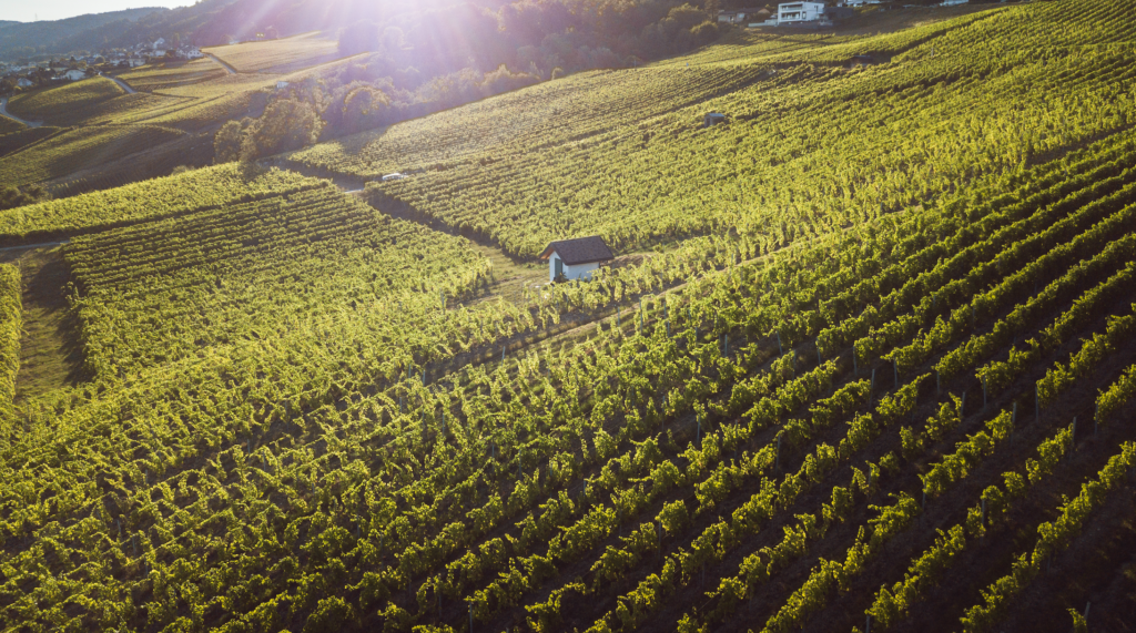 Chasselas-Konservatorium neu auch in Mont-sur-Rolle