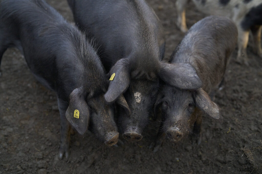 Das Schwein und wir – die neue Ausgabe von marmite ist da